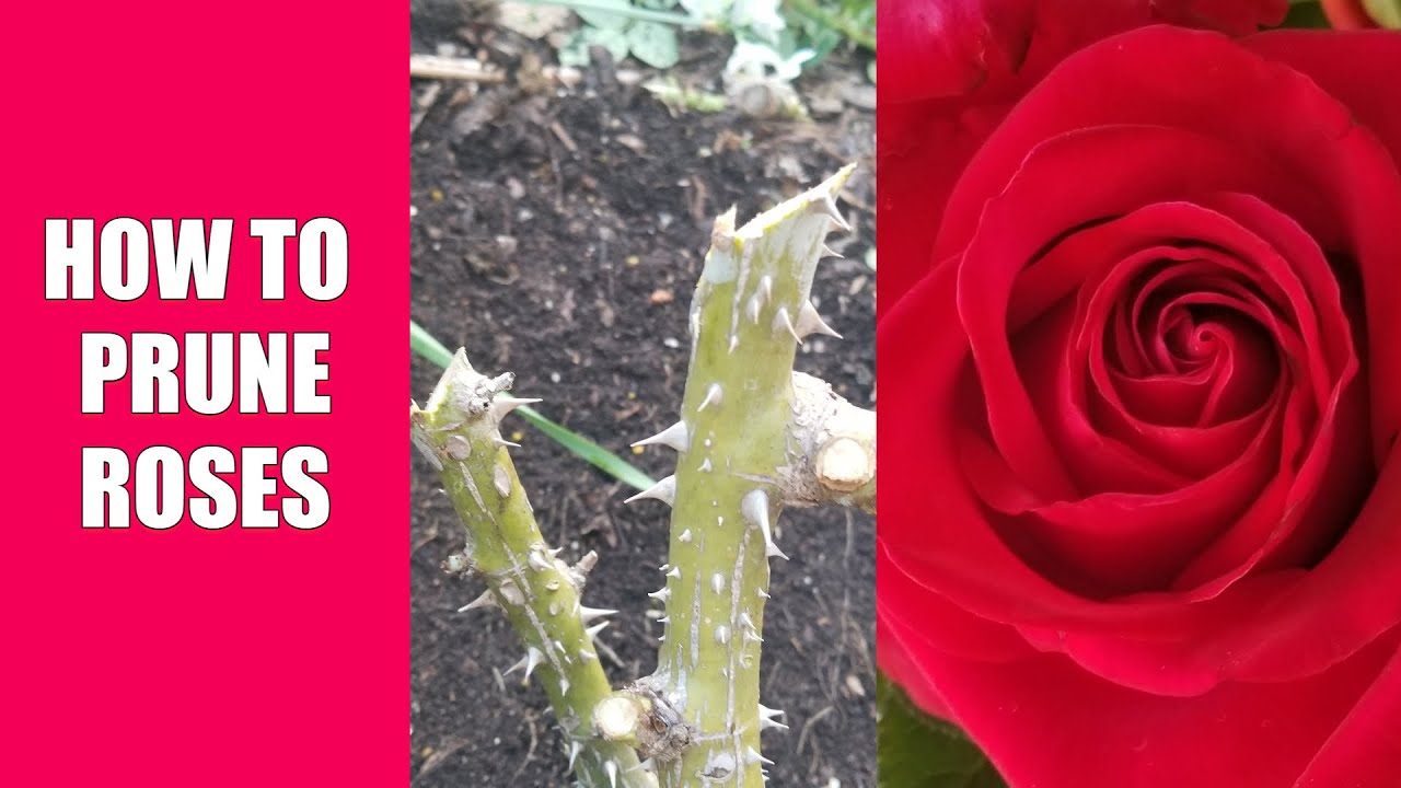 How to Prune Roses YouTube