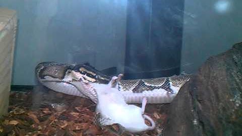 Python and lil mice part 2 graphic video