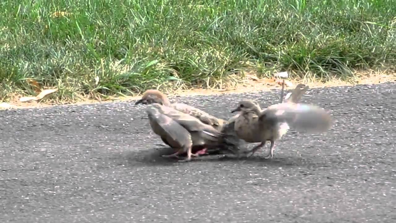 Bird Brawl