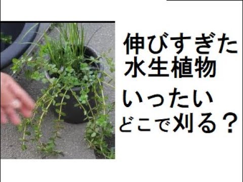 伸びすぎた水生植物 いったいどこで刈る？