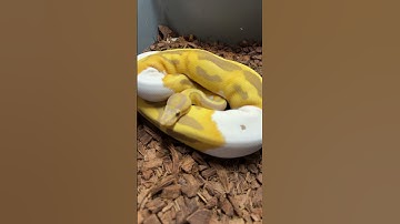 Toffee/Candy Pieds are seriously underrated! #ballpythonmorphs