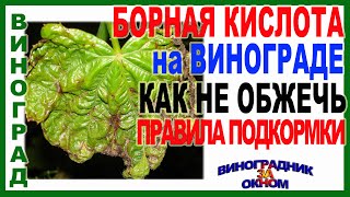 🍇 Чтобы завязь не осыпалась. Правила подкормки борной кислотой винограда перед цветением.