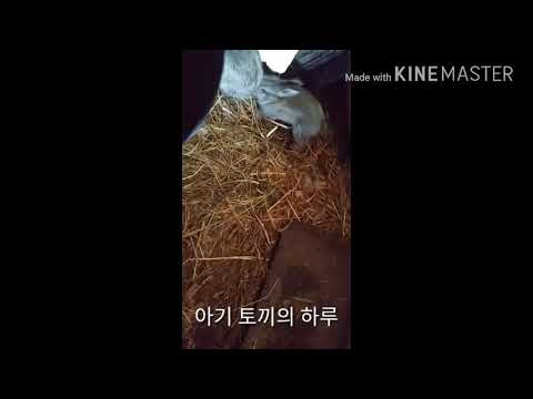 아기 토끼의 하루
