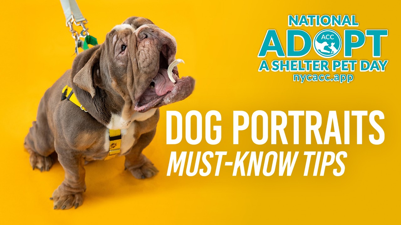 Shelter Dog Portraits: 5 Must-Know Tips