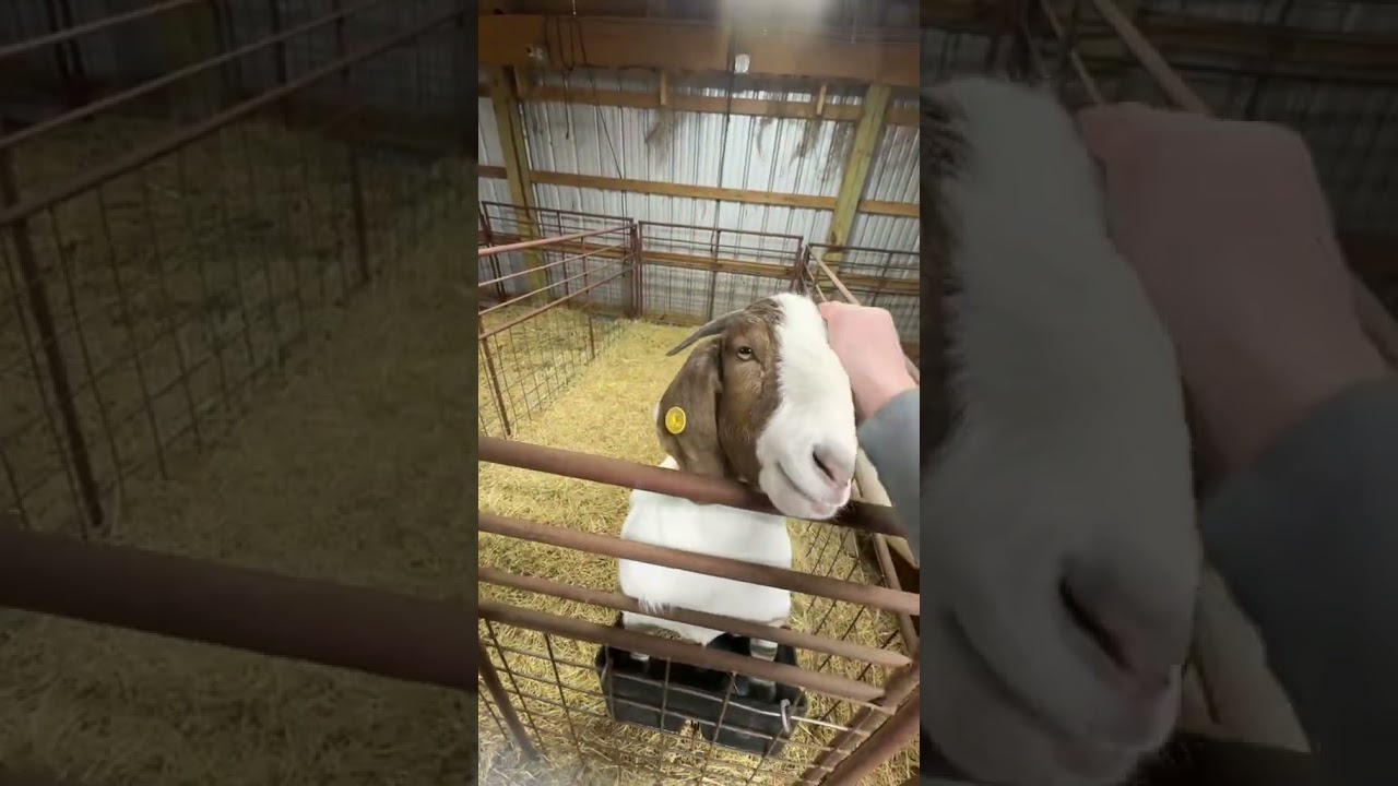 This is when they are cute and cuddly! 