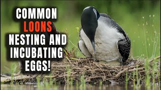 Common Loons Nesting | Incubating Eggs | Calling | A ShortNarrated Documentary Video |