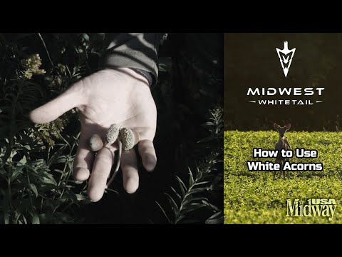 Using White Oak Acorns to Your Advantage | Midwest Whitetail