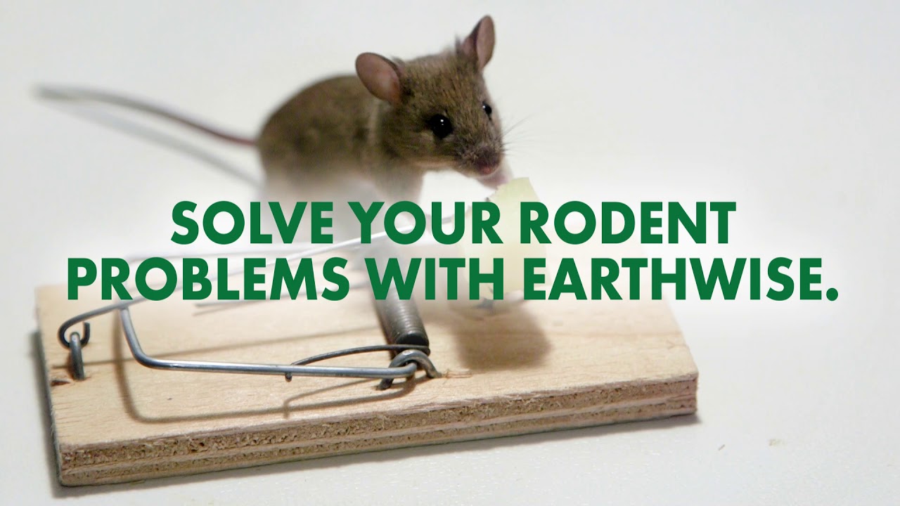 Rodent Removal in Sacramento