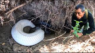 The Moment A Man Unexpectedly Discovers A Milliondollar Albino King Cobra In The Forest