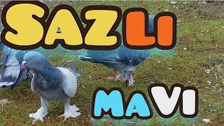 Eke Mavi Antrenman Aldıkça Daha Iyi Oluyor/Oyunkuşu Taklacı Güvercin