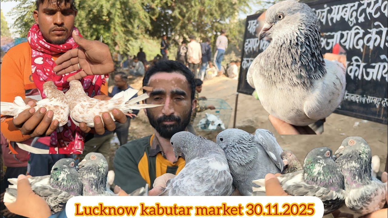 Lucknow ki kabutar market 30.11.2025 #pigeon #kabutar #bird #lucknow 
