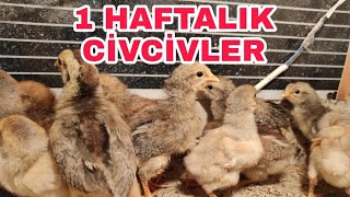 Splash Wyandotte Ve Brown Ligorin Civcivler