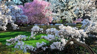Весенний Сад, Цветущие Деревья И Нежные Цветы