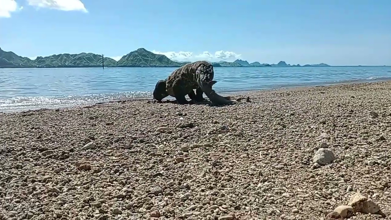 wow.. komodo is active on the beach, and eating a shark