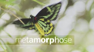 metamorphosis - German