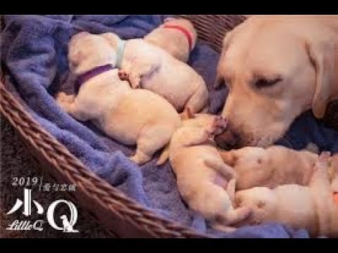 再見了！小Q 電影中文預告片 HD 9月台灣強檔 上映日期：2019-09-12