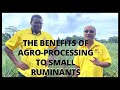 LOCAL AGRICULTURE AND AGRO-PROCESSING || HOW IT AFFECTS THE SMALL RUMINANTS SECTOR