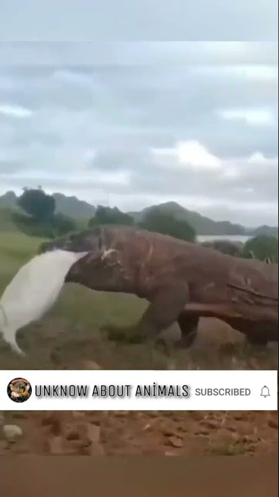 Komodo Dragon Attack.{2022}#shorts