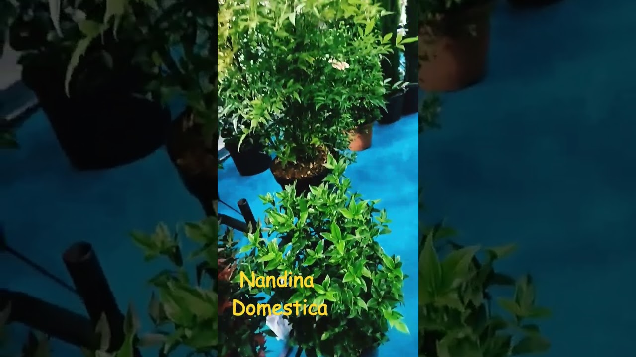 #nandina #galicia #iberflora @iberfloraferiavalencia