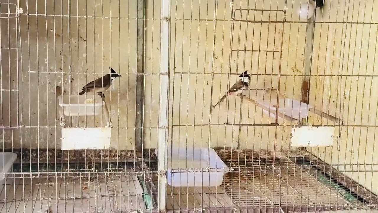 Trống, mỏng lông, dài đòn, giọng rát. Số 45 Phạm Văn Đồng f3, Gò Vấp Tp.Hcm. 0939.325.037