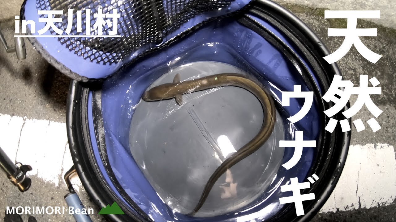 天川村の清流で特大天然ウナギが釣れる 山陰釣り新報 天川村の清流で特大天然ウナギが釣れる 山陰釣り新報