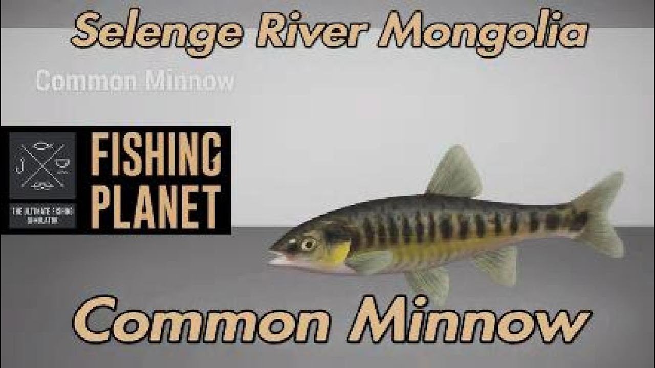 Fishing Planet - Common Minnow - Selenge River Mongolia 