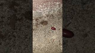 Sapito y frijol más de cerca #nature #didierpuravida #youtube #wildlife #viralvideo #shorts #frog