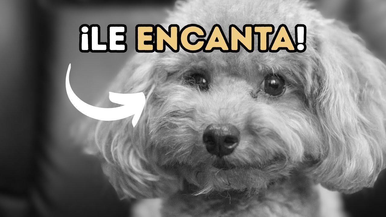 10 Frases Que Tu Perro AMA Oír (y lo que siente al escucharlas)