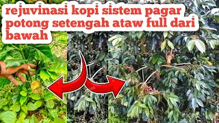 ARABICA COFFEE REJUVINATION WITH HALF CUTTING FENCE SYSTEM