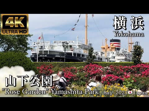 【4K】横浜 山下公園"ローズガーデン"🌹🪴"Rose Garden"Yamashita Park,  YOKOHAMA May 2023🇯🇵Japan