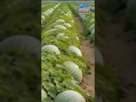 أكبر حبحب في العالم بطيخ