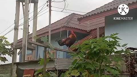 saib me nyuam qaib dib qua zoo