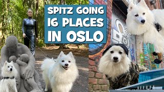 Spitz checking out 16 SIGHTS in OSLO Norway like she owns the city by MollytheSpitz 2,122 views 3 years ago 8 minutes, 3 seconds