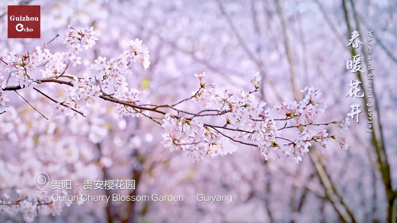 Gui'an Cherry Blossom Garden · Guiyang #springinchina #FlowersinGuizhou