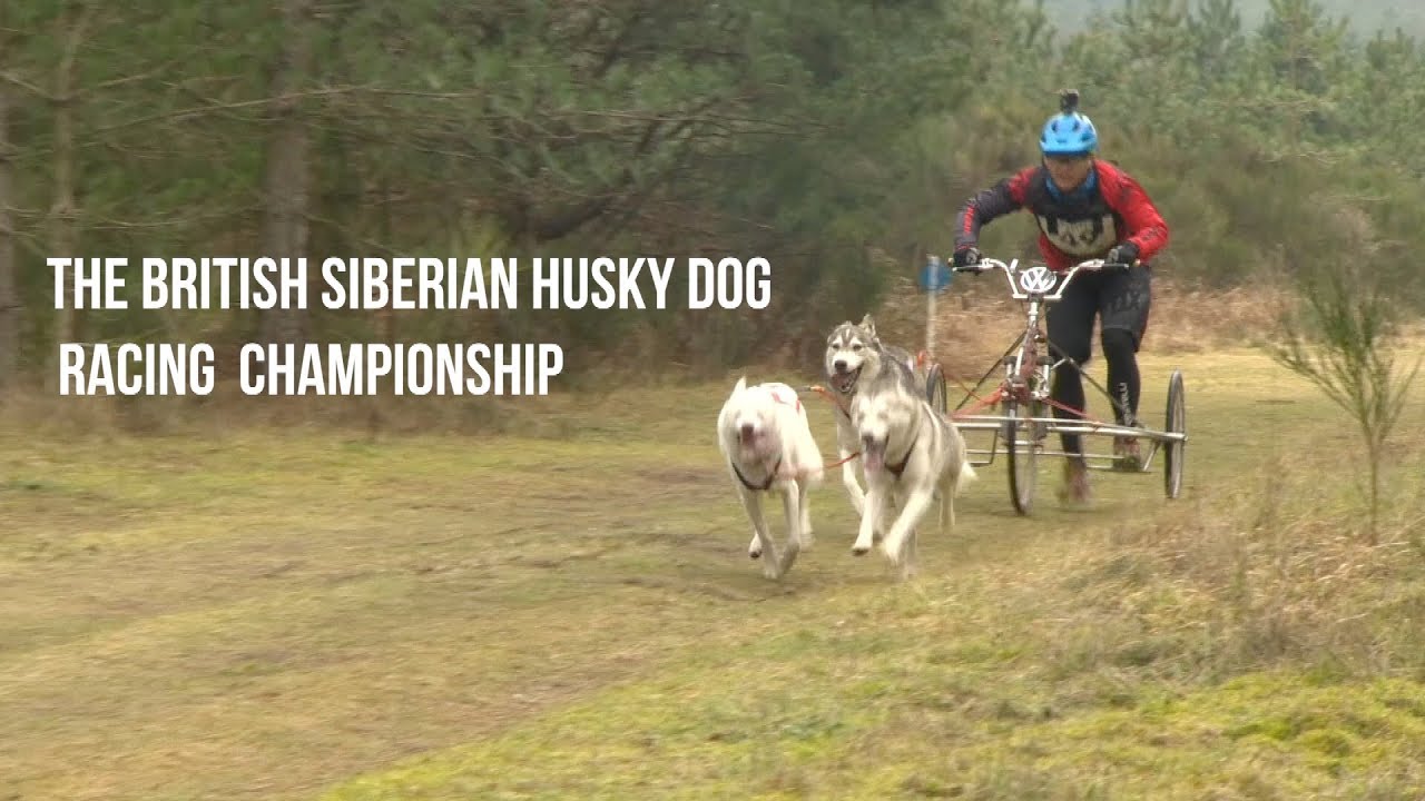 British Siberian Husky Dog Racing Championship - YouTube