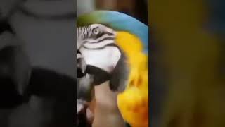 Makna Mimpi Melihat Wajah Ayu Shorts leoviralin164