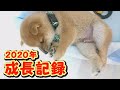 【豆柴】迎えてから2か月。大変貌!大成長!【子犬】