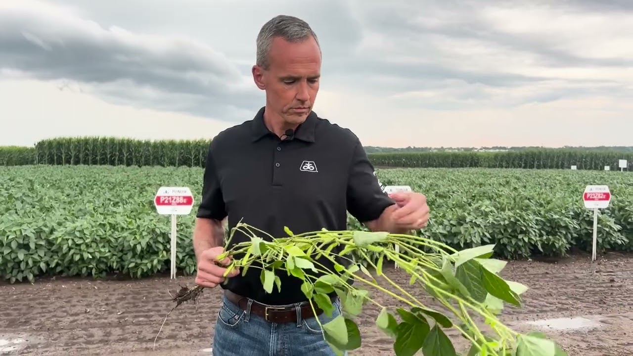 Pioneer® brand Z-Series Soybeans: Bred for Local Soils