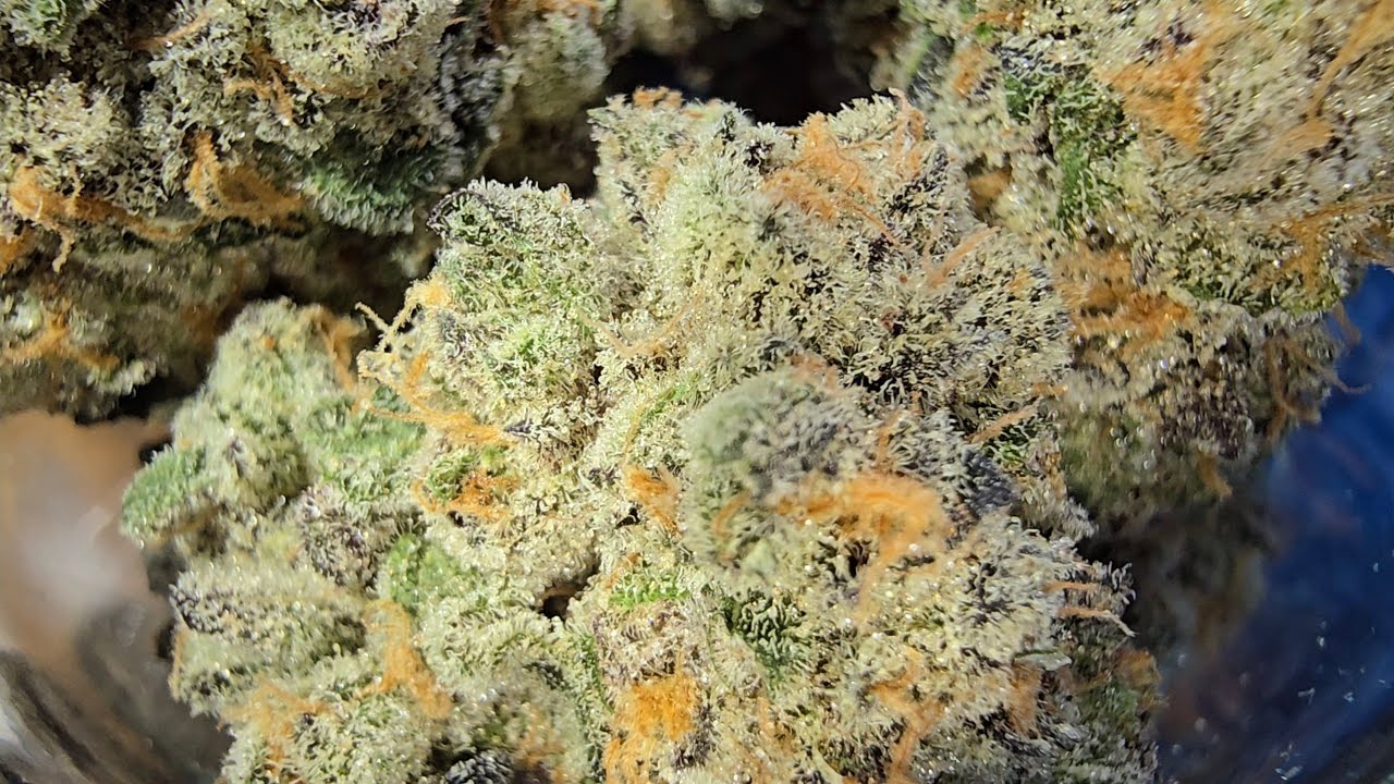 Cured Flower Look: Pressure, Red Pop, UAV #2, Sherb Cream Pie, Blockberry