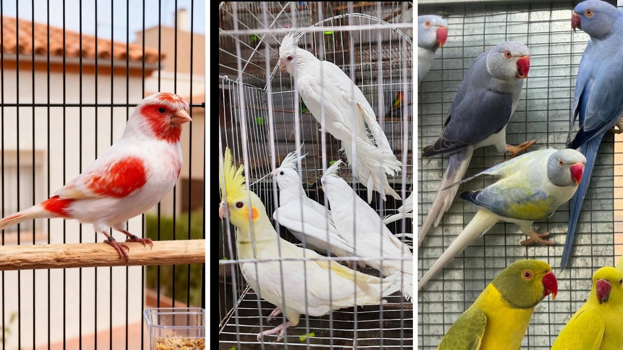 FEIRA DE PÁSSAROS EXÓTICOS DE CARUARU PE 05 03 2026