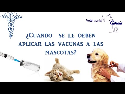 Vídeo: És Perillós Fumar Per A Mascotes?