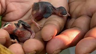 Anak Burung Merbah Kapur Menetas Dan Terbang Bebas Anak Burung Merbah Kapur Menetas Dan Terbang Bebas