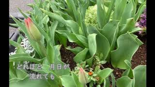 春よ、来い/松任谷由実/                Cover By Yuko Ogasawara/Arr.&Piano Mieko Yagi