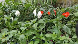 Butterfly Watching with Flowers ( bigo pa din )