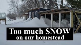 Planting a Living Snow Fence on the Homestead - too many snow drifts!