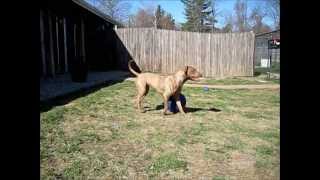 Playing with the Jolly Ball! screenshot 5