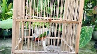 Pipit Pelangi/Bondol Ijo Binglis, Pint tailed Parrot Finch