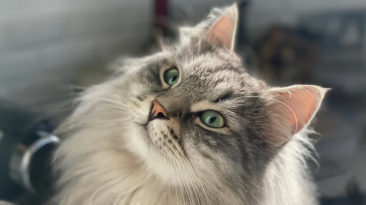 Video 5050921: siberian forest cat, cat playing beautiful, post, cat old