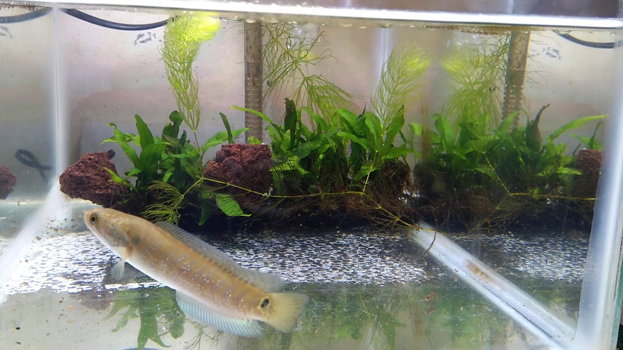 Ikan lagi... Channa Asiatica tica ticaaa....
