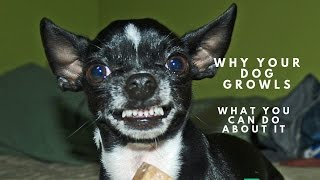 Why Your Dog Growls and What You Can Do About It